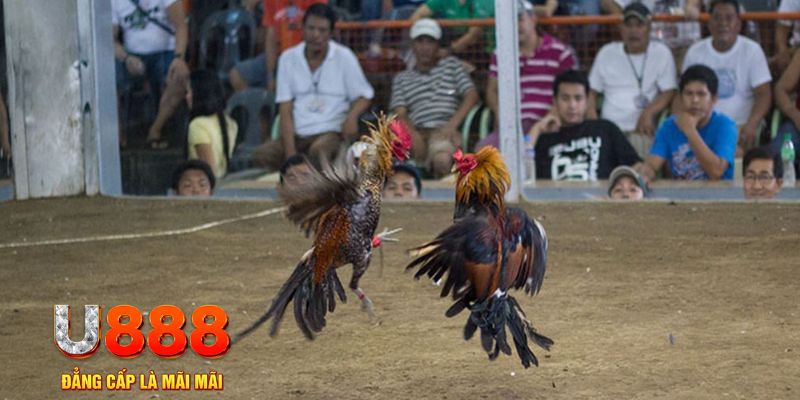 5699 đăng nhập mậu binh khuyến mãi
